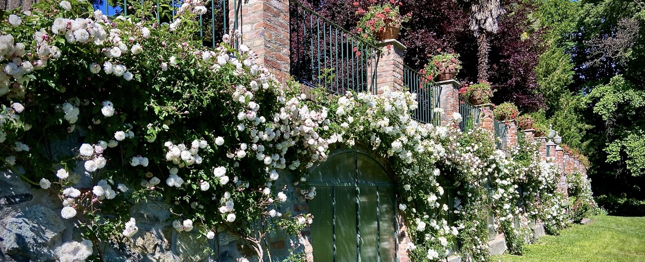 profumo di rose