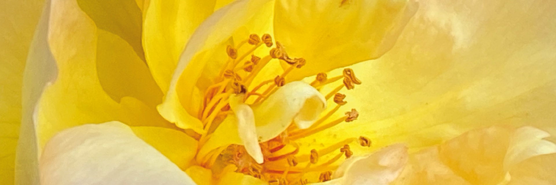 dettaglio fiore...