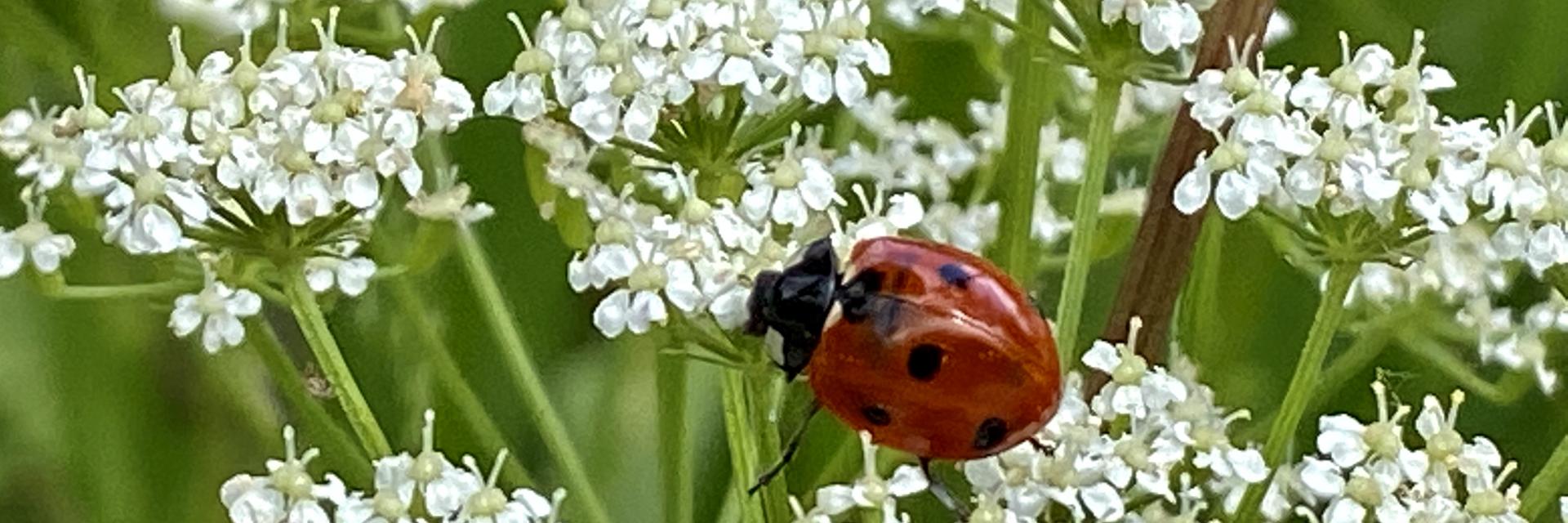 coccinella