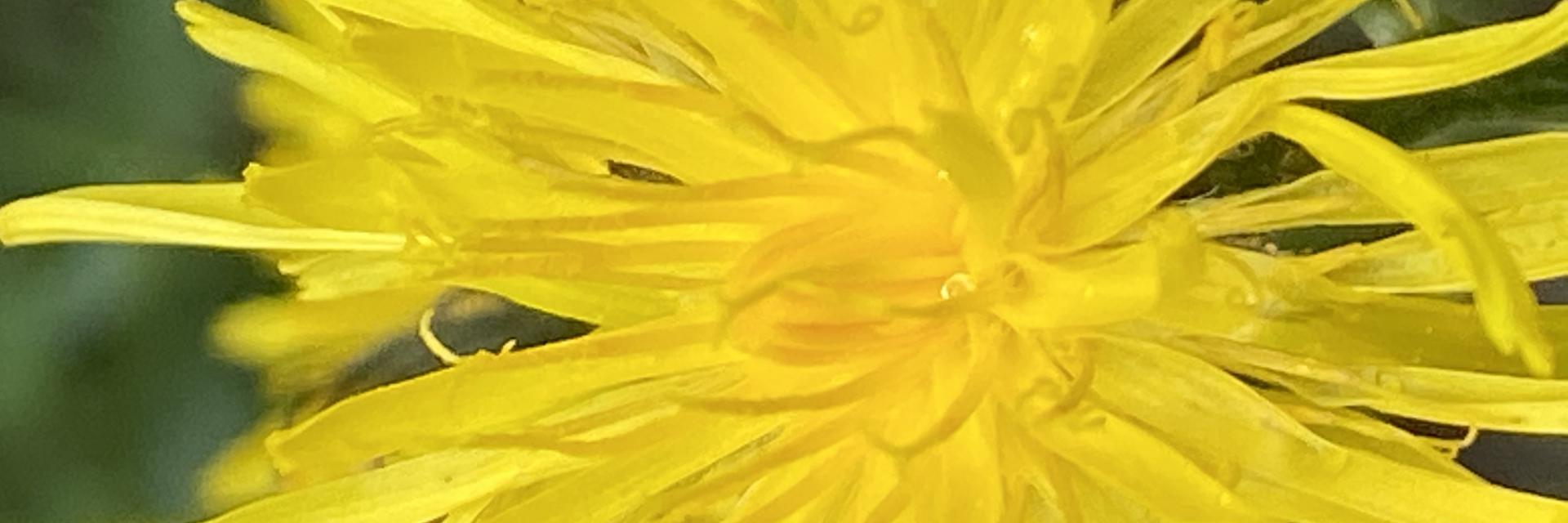 fiore giallo