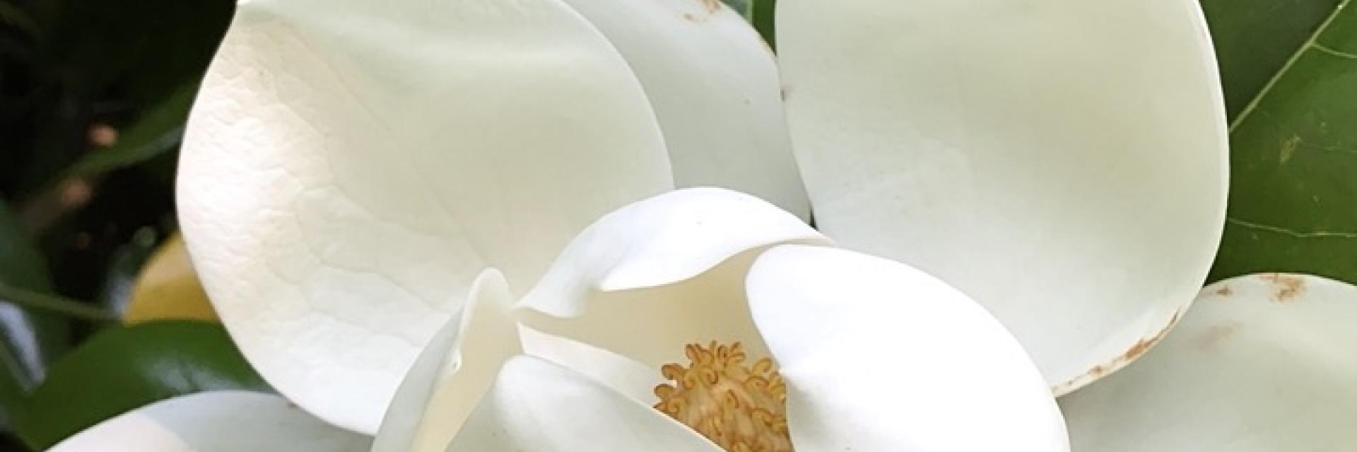magnolia