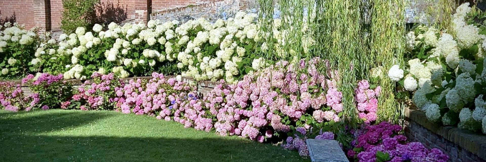 ortensie