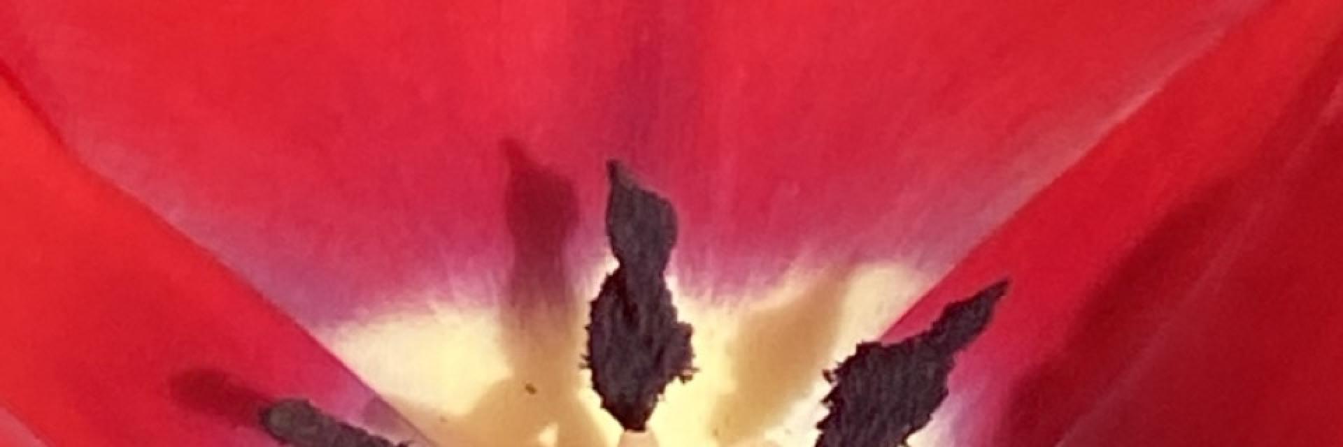 tulipano